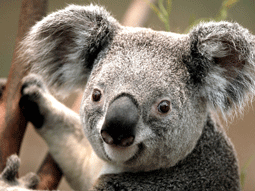 Pretty Koala